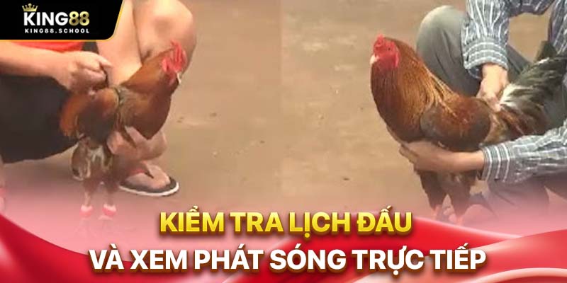 Đá Gà 67 Live Trực Tiếp Thomo Bồ Gà Chất Lượng Cao 3 Kiểm tra lịch đấu và xem phát sóng trực tiếp