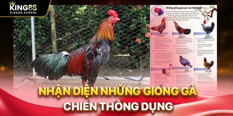 Đá Gà C3 – Sân Chơi Hấp Dẫn Cho Dân Đam Mê Chọi Kê 2 Nhận diện những giống gà chiến thông dụng