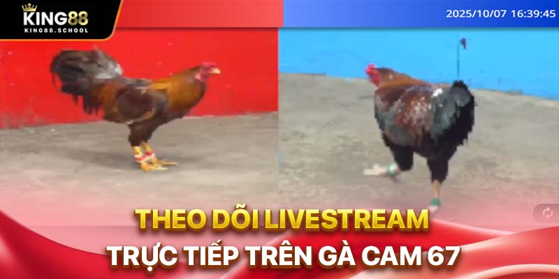 Đá Gà 67 Live Trực Tiếp Thomo Bồ Gà Chất Lượng Cao 2 Theo dõi livestream trực tiếp trên gà cam 67